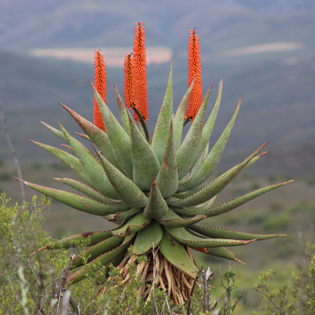 The Power of Aloe Ferox in Skincare | Wild-Harvested Beauty from the Eastern Cape